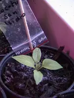 DSC00006.webp