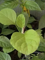 DSC00012.webp