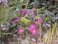 Gartenprimel.webp