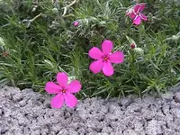 Gartensteinblume.webp