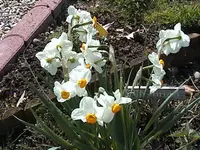 Gartennarzissen.webp