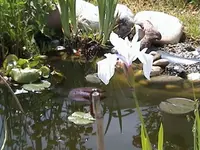 Gartenteichlilie.jpg