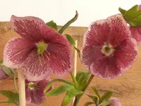 P1020192.webp