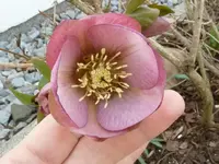 P1020193.webp