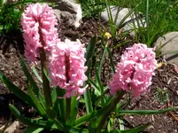 CIMG4249.webp