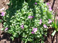 CIMG4248.webp