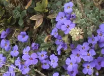 DSC02570 - 2012-04-02 - wollschweber blaukissen.webp