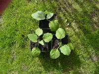 Botanik 043.webp