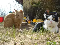 DSC06420.webp