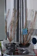 2 Bartblumen Haevenly Blue_smaller.webp