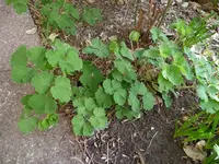 P1110954.webp