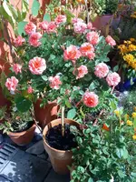 DSC00222.2.webp