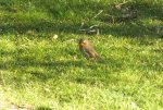 2012_0402Frühling0018.jpg