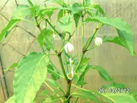 BILD0656.webp