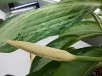 1_Spatiphyllum.webp