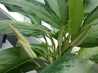 2_Spatiphyllum.webp