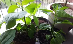 20120403_135056.webp