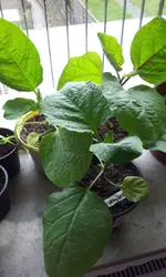 20120403_135202.webp