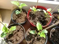 Garten 2012 004.webp