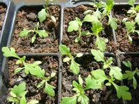 Garten 2012 005.webp