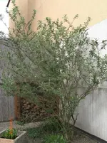 CIMG2827.webp