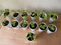 Tomatenzöglinge.webp