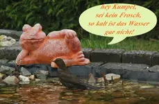Amsel beim Baden1_smaller.webp