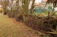 Benjeshecke (Kopie).webp