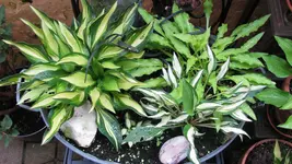 hostaminis (6).webp