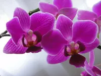 558.webp