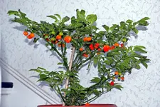 IMG_6390_bearbeitet-1.webp