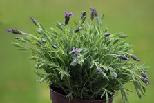 Butterfly Lavendel_smaller.webp