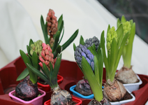 rot_blau_weiß_hyanzinthen_smaller.webp