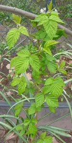 Himbeere.webp