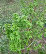 Johannisbeere.webp
