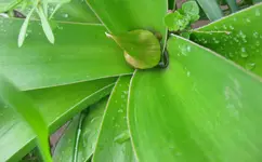 Lilie.webp