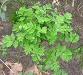 Mohn.webp