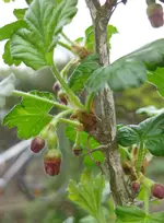 Stachelbeere.webp