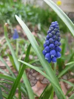 Traubenhyazinthe.webp