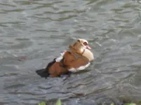 Nilgans.webp