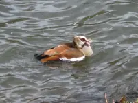 Nilgans (2).webp