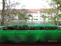 Tomaten04041.webp