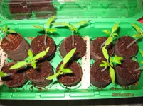 Tomaten04043.webp