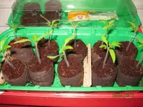 Tomaten040414.webp