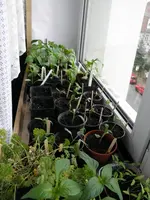 P4040230.webp