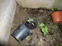 CIMG2644.webp