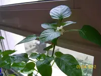 ErkerHabaPap 100_0845 (Medium).webp