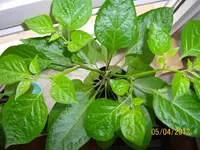 ErkerHabaPap 100_0847 (Medium).webp
