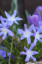 Blümchen01.webp