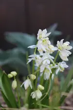 Blümchen02.webp